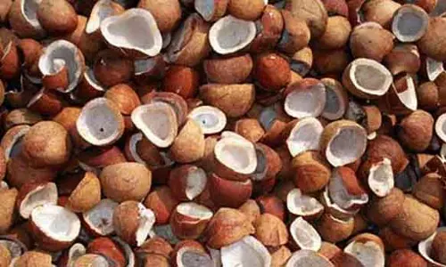 ரூ.8.5 லட்சத்திற்கு தேங்காய் பருப்புகள் விற்பனை