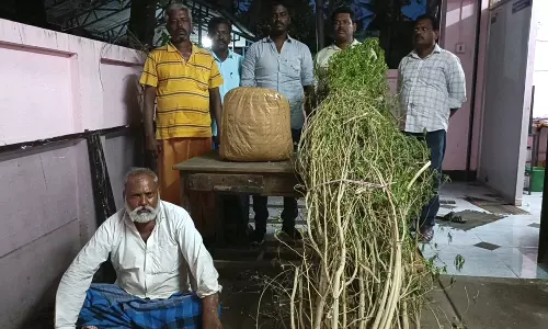 சிவகிரி அருகே கஞ்சா செடி வளர்த்த முதியவர் கைது
