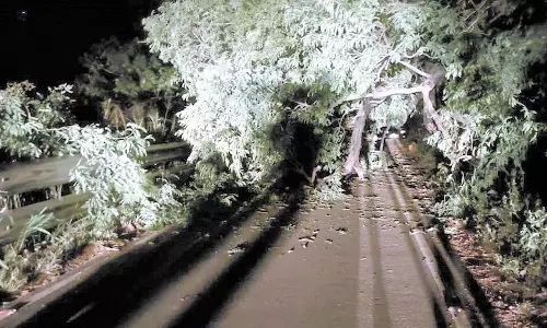 மேட்டுப்பாளையத்தில் நள்ளிரவில் முறிந்து விழுந்த மரம்