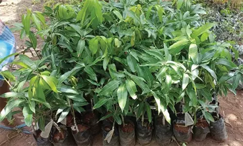 மானிய விலையில் பழச்செடிகள் விற்பனை