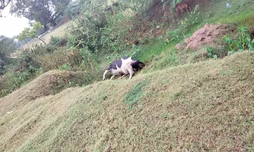 இறந்த பசுமாட்டை அகற்றாததால் சுகாதார சீர்கேடு