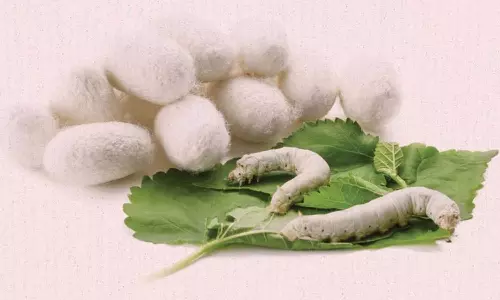 வீழ்ச்சி அடையும் பட்டுப்புழு வளர்ப்பு தொழில் விவசாயிகள் வேதனை