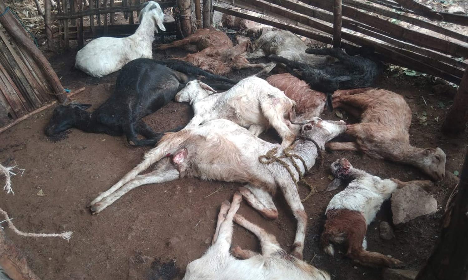 11 ஆடுகளை கடித்து கொன்ற சிறுத்தையால் பரபரப்பு: கூண்டு வைத்து பிடிக்க பொதுமக்கள் கோரிக்கை