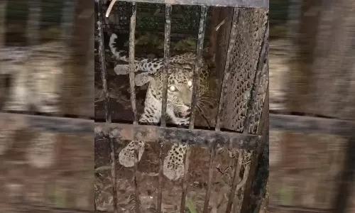 திருப்பதி நடைபாதையில் மேலும் ஒரு சிறுத்தை சிக்கியது- இதுவரை ஐந்து...!