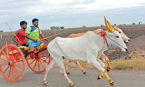 விளாத்திகுளம் அருகே தனது திருமணத்திற்கு மாட்டுவண்டி பந்தயம் வைத்து அசத்திய பந்தய வீரர்