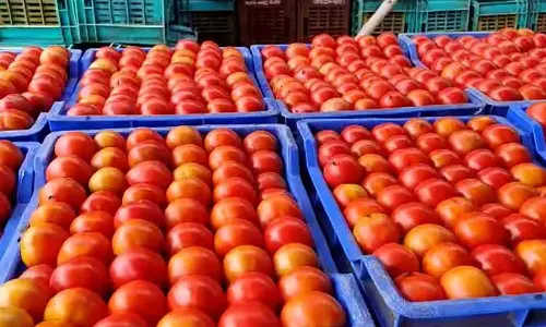 தக்காளி வரத்து குறைந்தும் விலை இல்லாததால் திருப்பூர் விவசாயிகள் கவலை