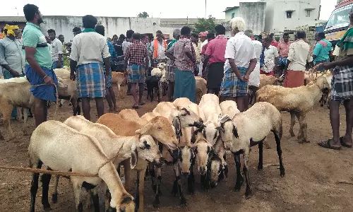 அய்யலூர் சந்தையில்  செம்மறி ஆடுகள் விற்பனை அதிகரிப்பு