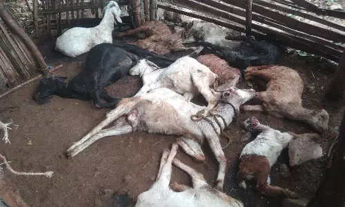 11 ஆடுகளை கடித்து கொன்ற சிறுத்தையால் பரபரப்பு: கூண்டு வைத்து பிடிக்க பொதுமக்கள் கோரிக்கை