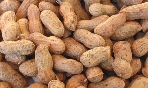 சிவகிரி ஒழுங்குமுறை விற்பனைக்கூடத்தில் ரூ.16.57 லட்சத்துக்கு நிலக்கடலைக்காய் விற்பனை