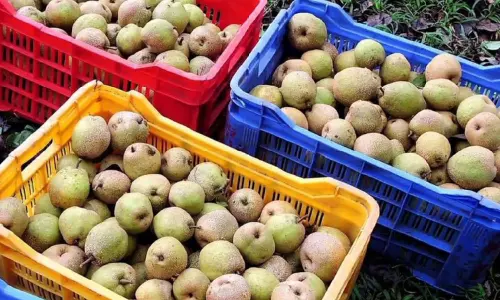 விநாயகர் சதுர்த்திக்காக கொடைக்கானலில் இருந்து பேரிக்காய் ஏற்றுமதி அதிகரிப்பு