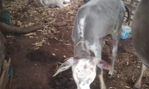 தாளவாடி அருகே சிறுத்தை மீண்டும் ஊருக்குள் புகுந்து கன்று குட்டியை கடித்ததால் பரபரப்பு