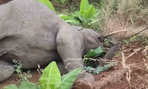 தமிழக-கேரள எல்லையில் யானைகள் உயிரிழப்பை தடுக்க வனத்துறை அதிரடி நடவடிக்கை