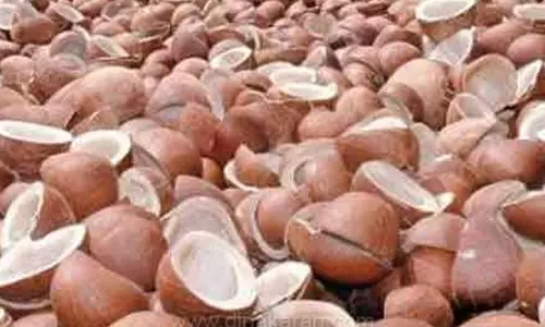 பரமத்தி வேலூர் தேசிய வேளாண்மை சந்தையில் தேங்காய் பருப்பு ஏலம்