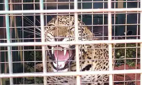 ஊதியூர் மலைப்பகுதியில் 6 மாதமாக பதுங்கி அட்டகாசம் செய்யும் சிறுத்தை - விவசாயிகள் கவலை