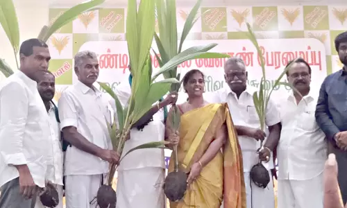 இலவச தென்னை மரக்கன்றுகள்