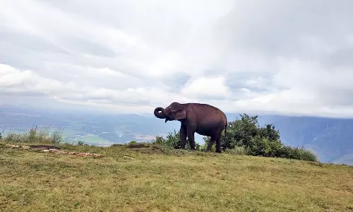 வனப்பகுதியில் கடும் வறட்சி மங்கலதேவி கண்ணகி கோவிலில் யானைகள் முகாம்