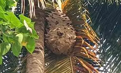 விஷக்கதண்டு அகற்றம்