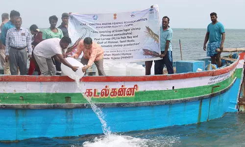 பாக்ஜல சந்தி கடலில் விடப்பட்ட இறால் குஞ்சுகள்