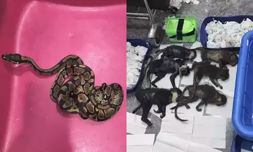 விமானத்தில் கொடிய விஷமுள்ள 70 பாம்புகள், இறந்த 6 குட்டி குரங்குகளை கடத்தி வந்த தமிழக வாலிபர்