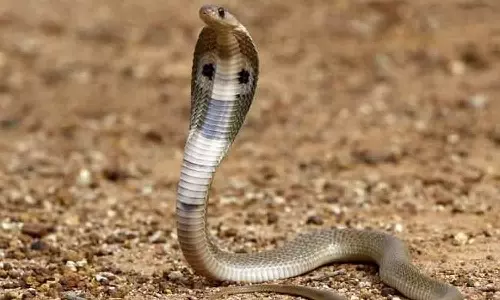 வெள்ளகோவிலில் பெண் தொழிலாளியை கடித்த பாம்பு