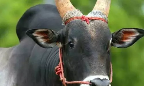 சாலையில் நடந்து சென்ற தொழிலாளியை முட்டி தூக்கி வீசிய மாடு