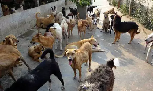 பெரியகுளத்தில் நாய்கள் குதறிய நிலையில் கிடந்த ஆண் சடலம்