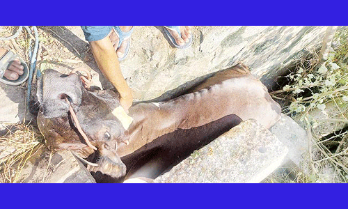 கற்களுக்கு இடையே சிக்கிக்கொண்ட பசு மாடு