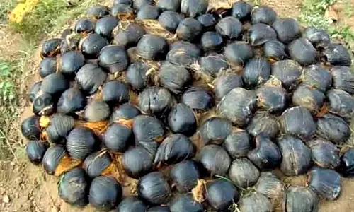 சங்கரன்கோவில் பகுதியில் பனை விதைகள் விதைப்பு