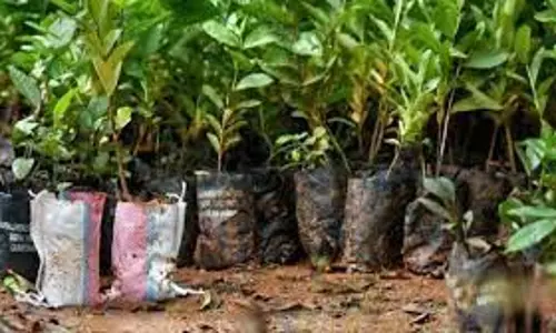 போலீஸ் நிலையங்களில் மரக்கன்றுகள் நடும் பணி