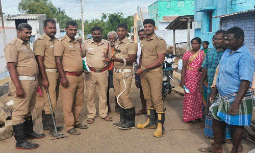 வீட்டில் பதுங்கி இருந்த 4½ அடி நாக பாம்பு உயிருடன் மீட்பு