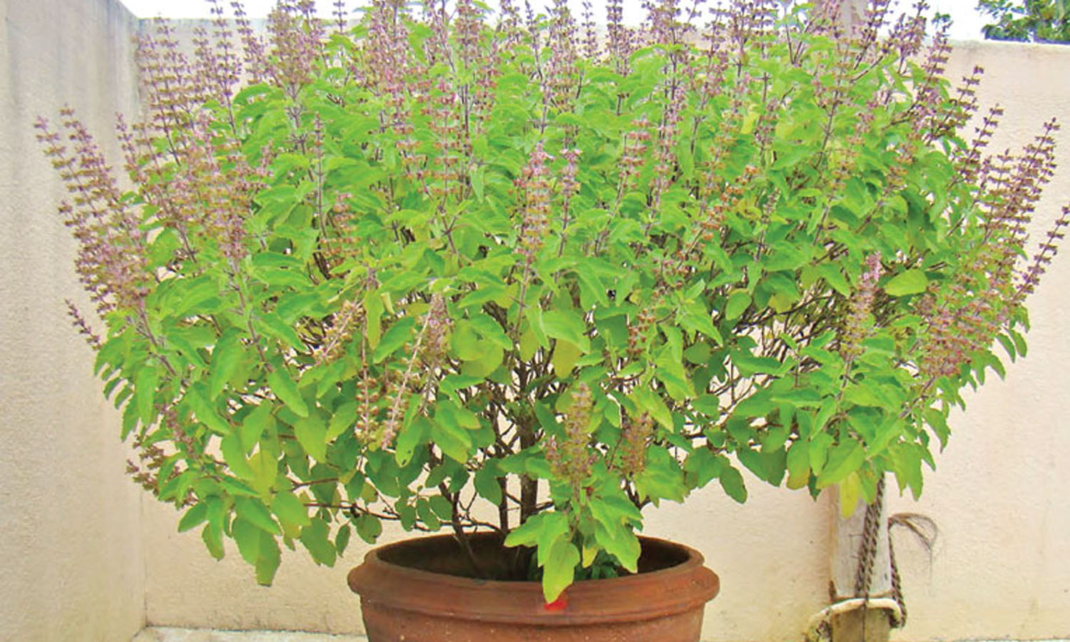 சர்வ மங்களம் தரும் துளசி