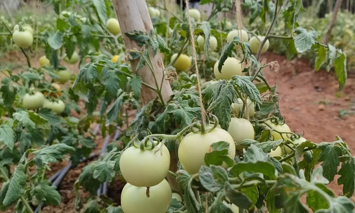 மேட்டுப்பாளையத்தில் தக்காளி விலை கடும் வீழ்ச்சி மேட்டுப்பாளையத்தில் தக்காளி விலை கடும் வீழ்ச்சி