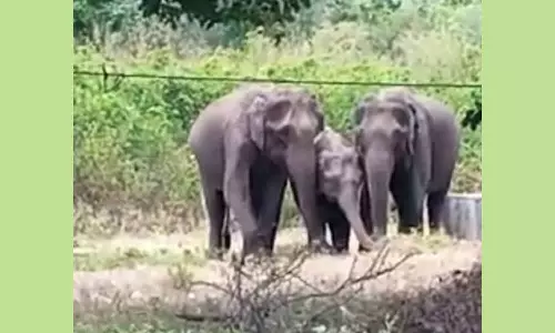 யானைகள் முகாமிட்டுள்ளதால் 2-வது நாளாக சுருளி அருவியில் சுற்றுலா பயணிகளுக்கு தடை