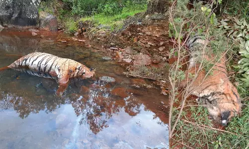 நீலகிரியில் புலிகள் விஷம் வைத்து கொலையா?- 20 பேர் கொண்ட வனக்குழுவினர் விசாரணை
