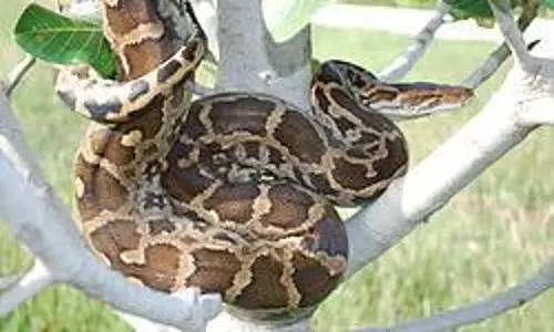 இரண்டு மலைப்பாம்புகள் பிடிபட்டன