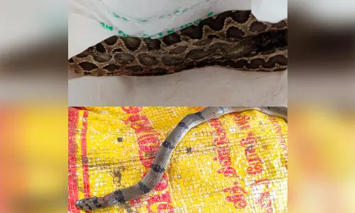 திண்டுக்கல் அரசு ஆஸ்பத்திரியில் பாம்புடன் சிகிச்சைக்கு வந்த சிறுவர்களால் பரபரப்பு