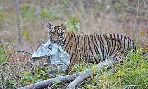 ஆனைமலை புலிகள் காப்பக பகுதியில்  பிளாஸ்டிக் கழிவுகளால்  வனவிலங்குகள் உயிரிழக்கும் அபாயம்