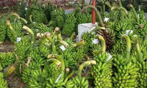 ஆனைமலை ஒழுங்குமுறை விற்பனை கூடத்தில் 14-ந்தேதி முதல் வாழைத்தார் ஏலம்