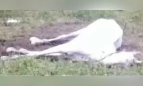 வெறிநாய் கடித்ததில் குதிரை பலி: சவாரி செய்த சுற்றுலா பயணிகள் மருத்துவ பரிசோதனை செய்ய அறிவுரை