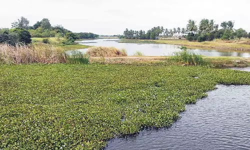 ஆறுகளில் வளர்ந்துள்ள ஆகாய தாமரை அகற்ற கோரிக்கை வேண்டும்
