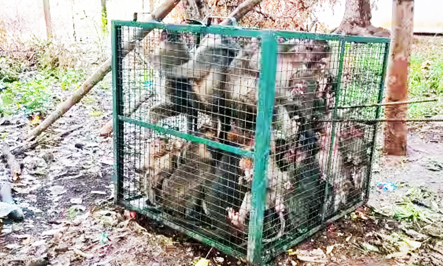 குரங்குகள் கூண்டு வைத்து பிடிப்பு குரங்குகள் கூண்டு வைத்து பிடிப்பு