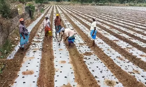 போடியில் நவீன முறையில் சம்பங்கி பூக்கள் விவசாயப்பணி தீவிரம்