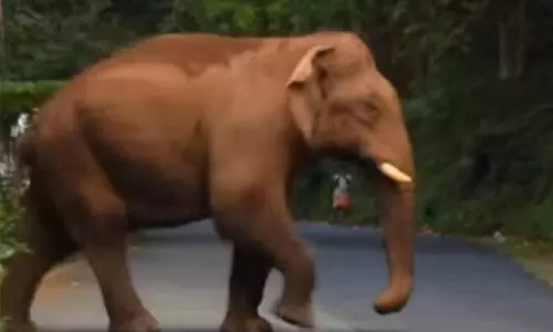 பர்கூர் வனப்பகுதியில் சாலையில் உலா வந்த ஒற்றை யானை