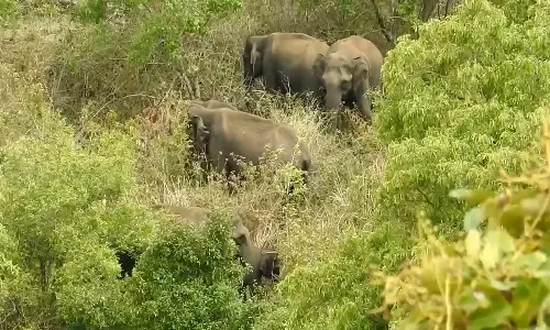 மீண்டும் யானைகள் முகாம் கொடைக்கானல் பேரிஜம் ஏரியில் சுற்றுலா பயணிகளுக்கு தடை