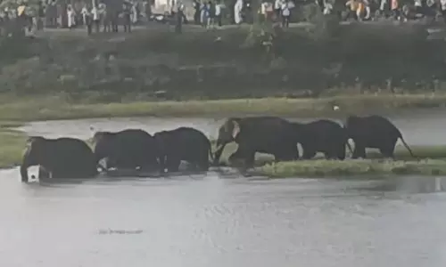 மதகொண்டபள்ளியில் புகுந்த 6 யானைகள்- ஏரியில் குளித்தபோது செல்பி எடுத்த கிராம மக்கள்