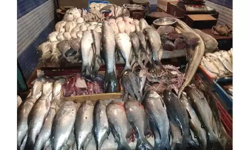 நவீன அங்காடியில் மீன்கள் ஏலம்