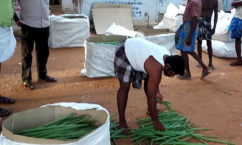 உடன்குடி பகுதியில் முருங்கைக்காய் விலை மீண்டும் சரிவு - ஒரு கிலோ ரூ.4-க்கு கொள்முதல் செய்வதால் விவசாயிகள் கவலை