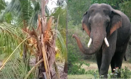 விவசாய நிலத்தில் புகுந்து வாழை, தென்னை மரங்களை நாசம் செய்த காட்டு யானைகள்