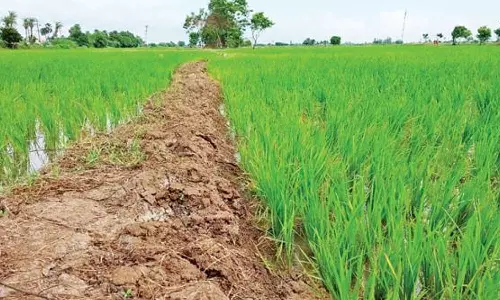 மண் வளத்தை அதிகரித்தால் பயிர்கள் செழித்து வளரும்