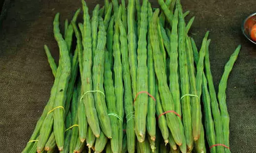 வெள்ளகோவில் வாரச்சந்தையில் 30 டன் முருங்கைக்காய் வரத்து